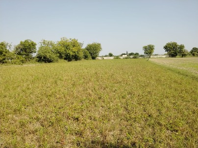 Land photo 1