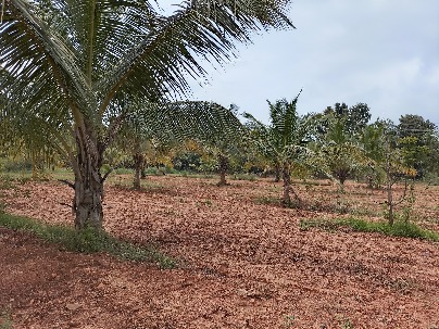 Land photo 1