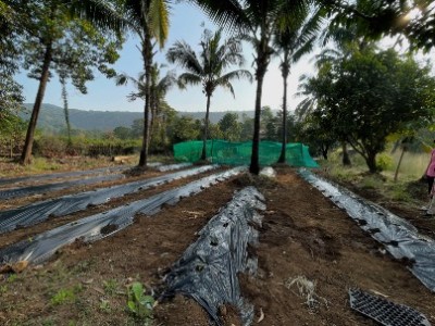 Land photo 3