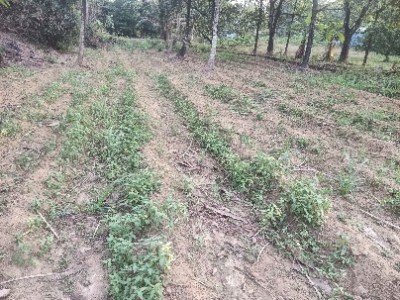 Land photo 3
