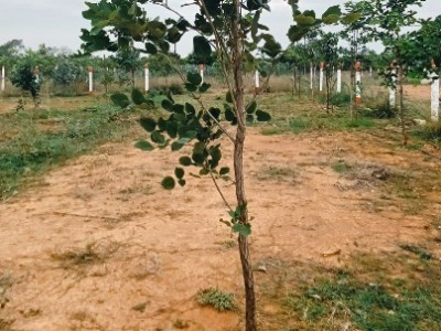 Land photo 2