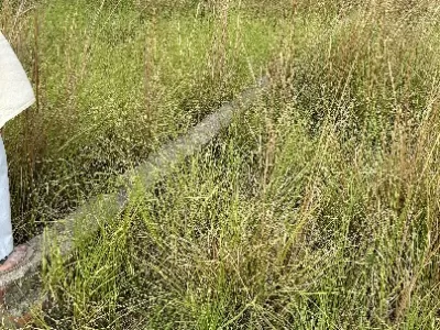 Land photo 3